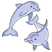 Dolphins Playing